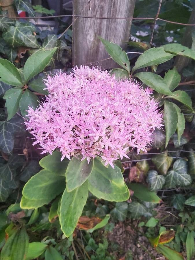 Sedum espectacular 2