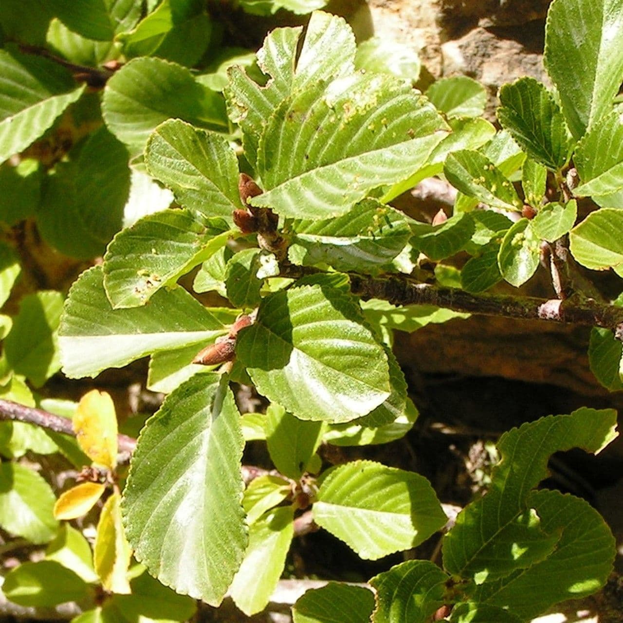 Řešetlák alpský 26