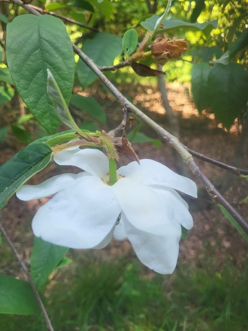 Magnolia 7