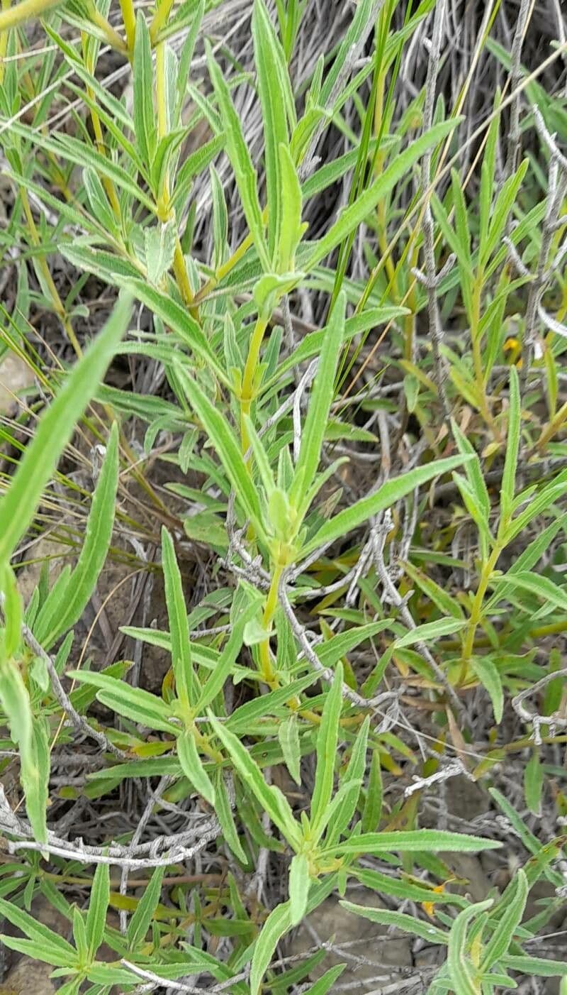 Zexmenia 10