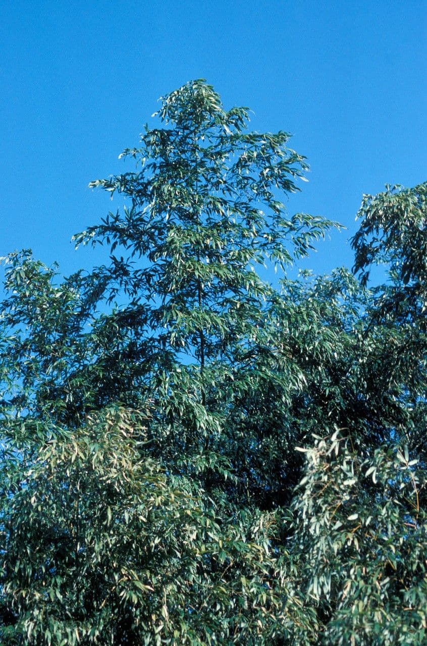 Bambù 6