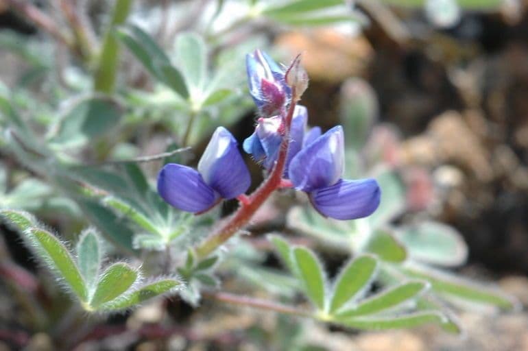 Schau-Lupine 3