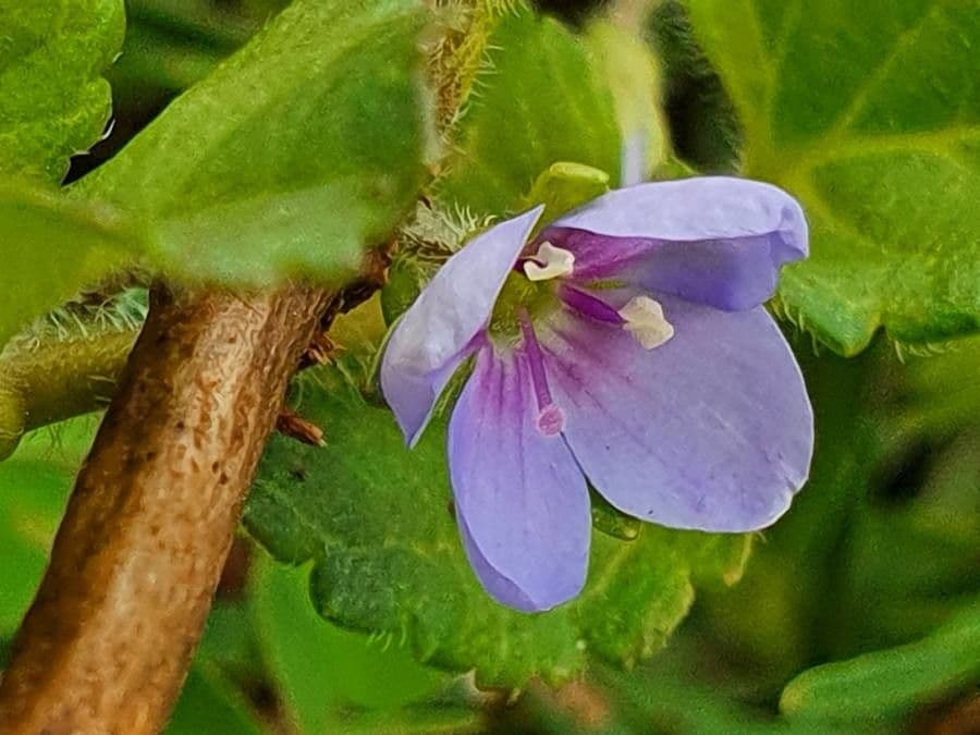 Veronica abissina 2