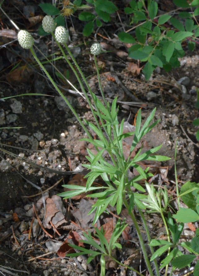 Anemone multifida 7