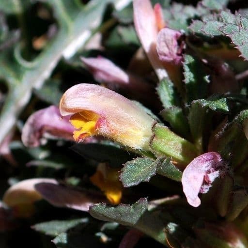 Pedicularis semibarbata 4
