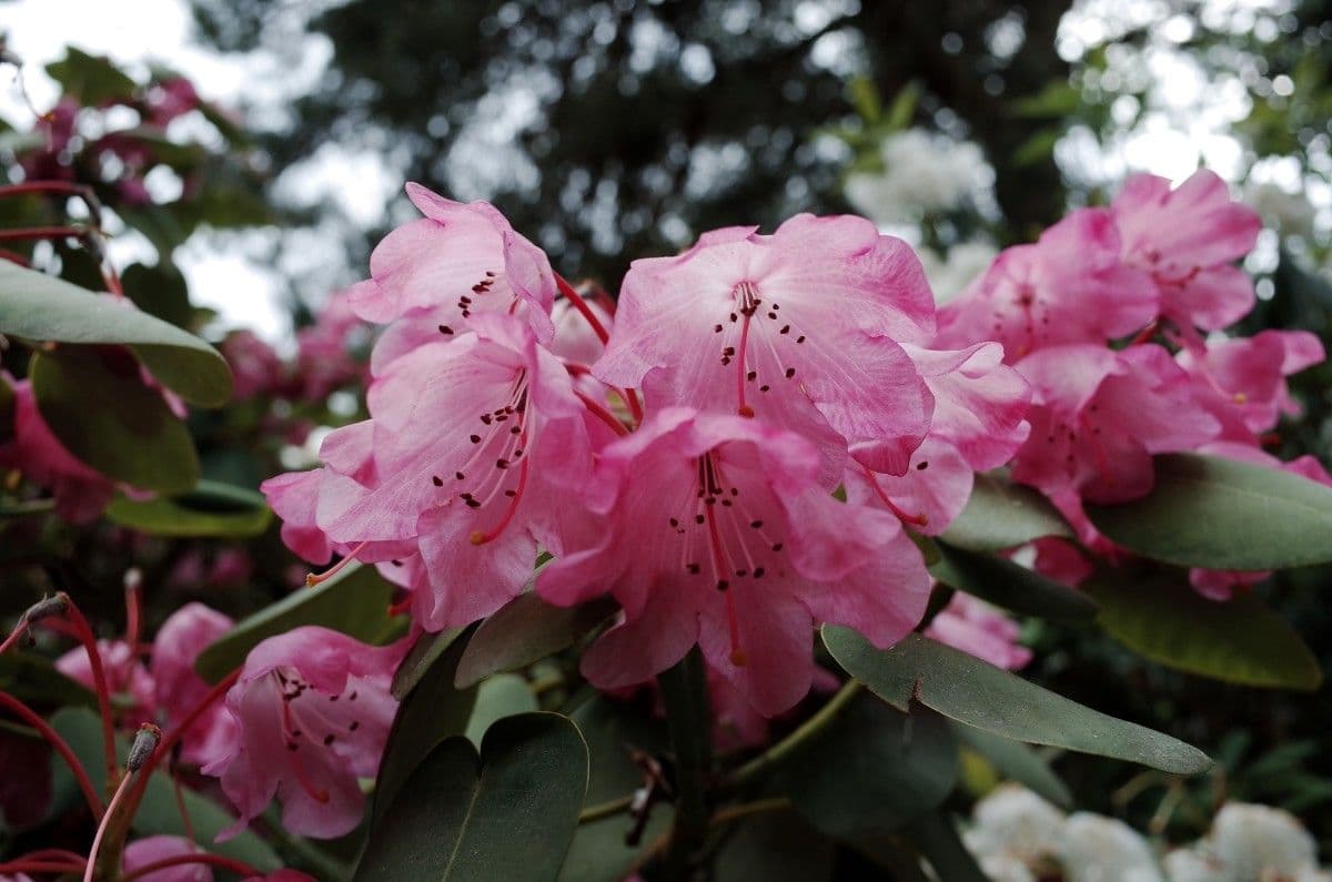 Rododendro 5