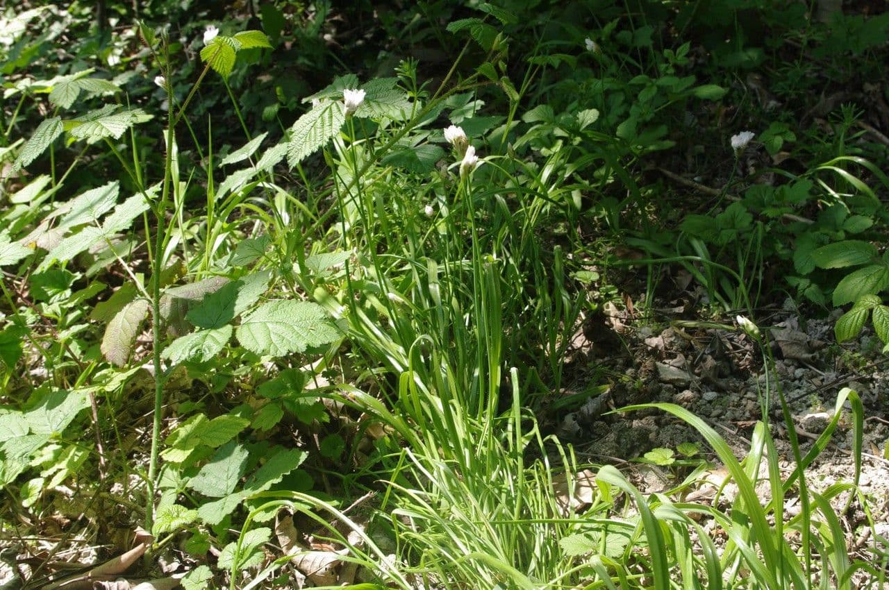 Aglio peloso 13