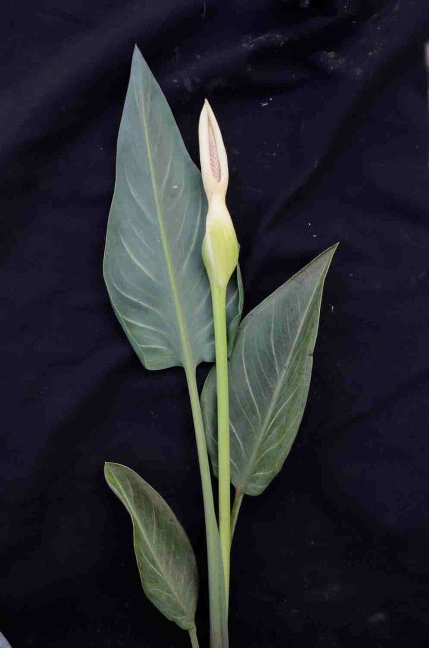 Xanthosoma 9