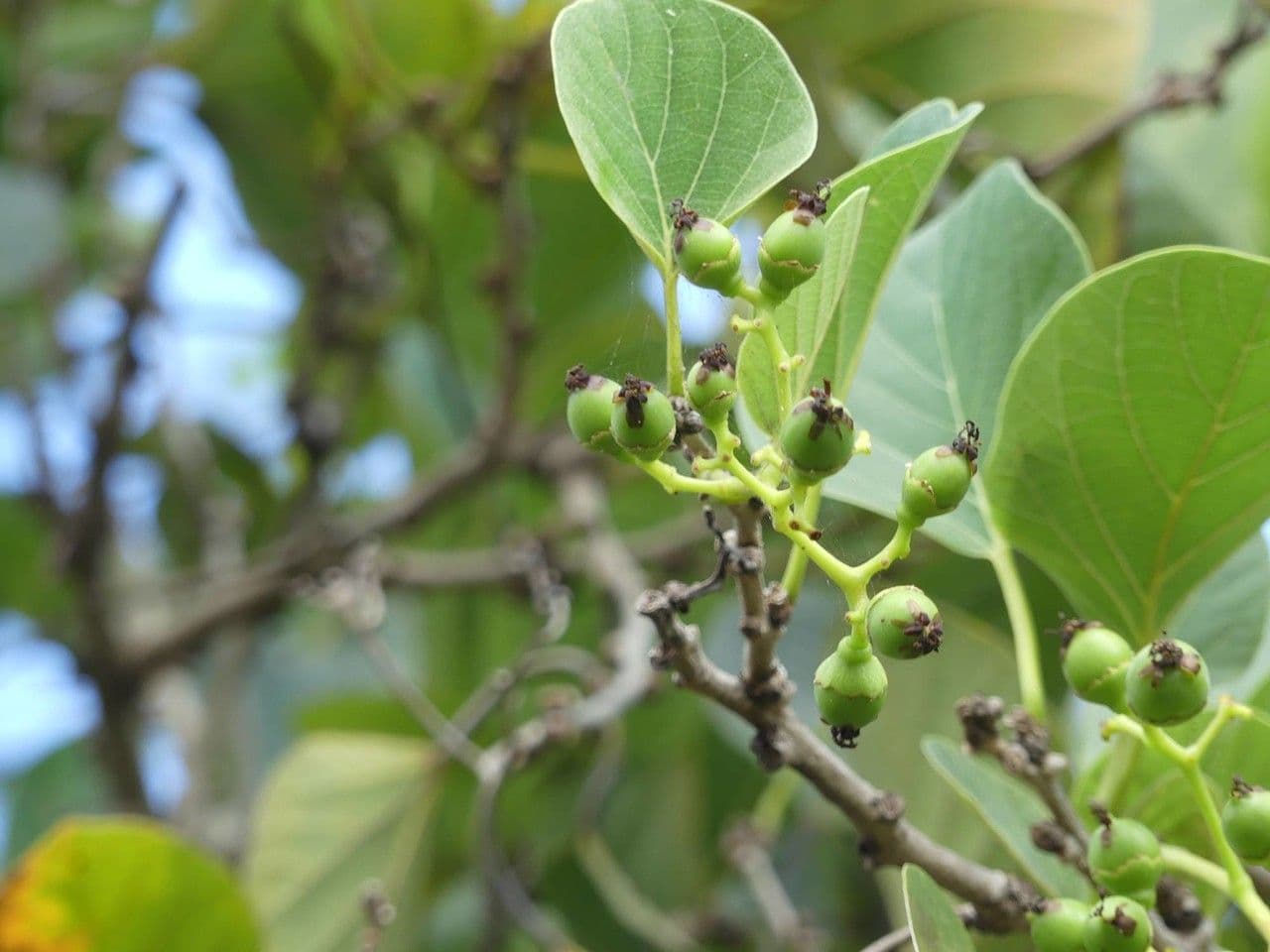 Cordia myxa 3