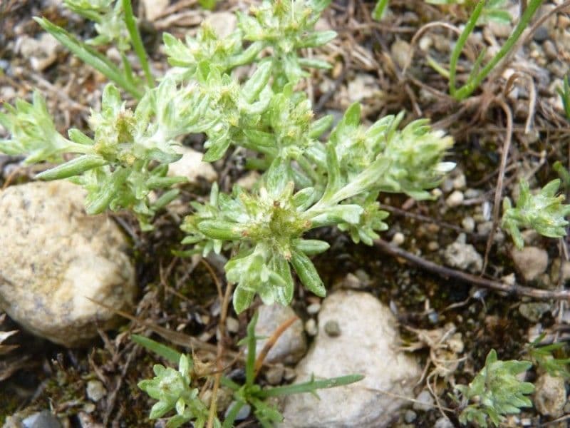 Bambagia spatolata 14