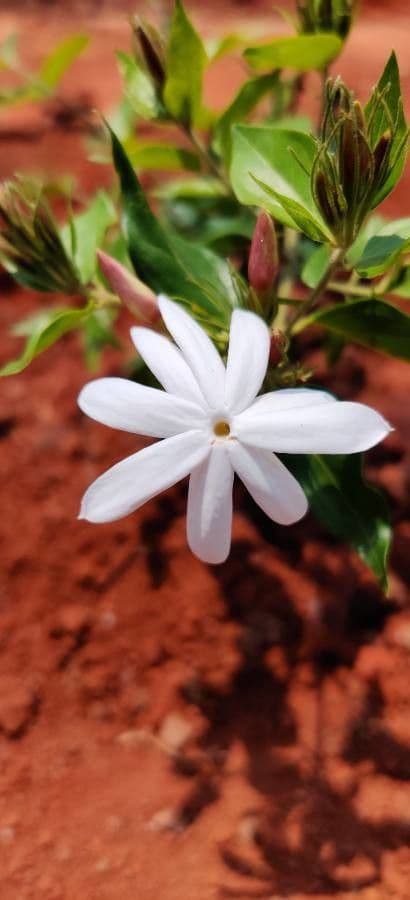 Großblütiger Jasmin 4