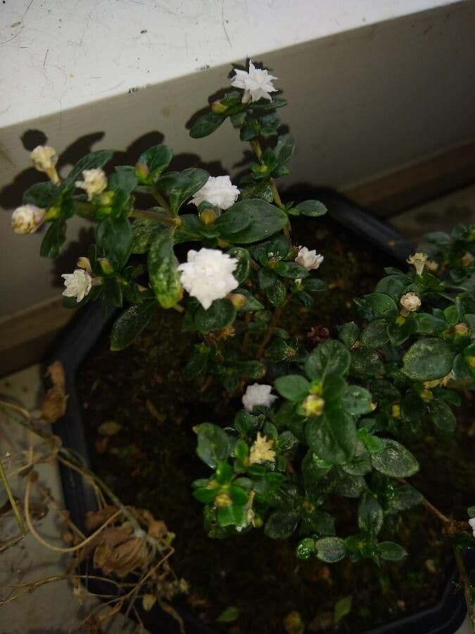 Serissa 2