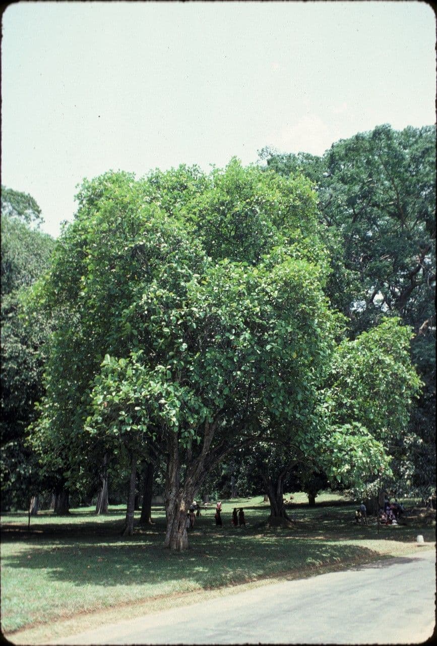 Dillenia triquetra