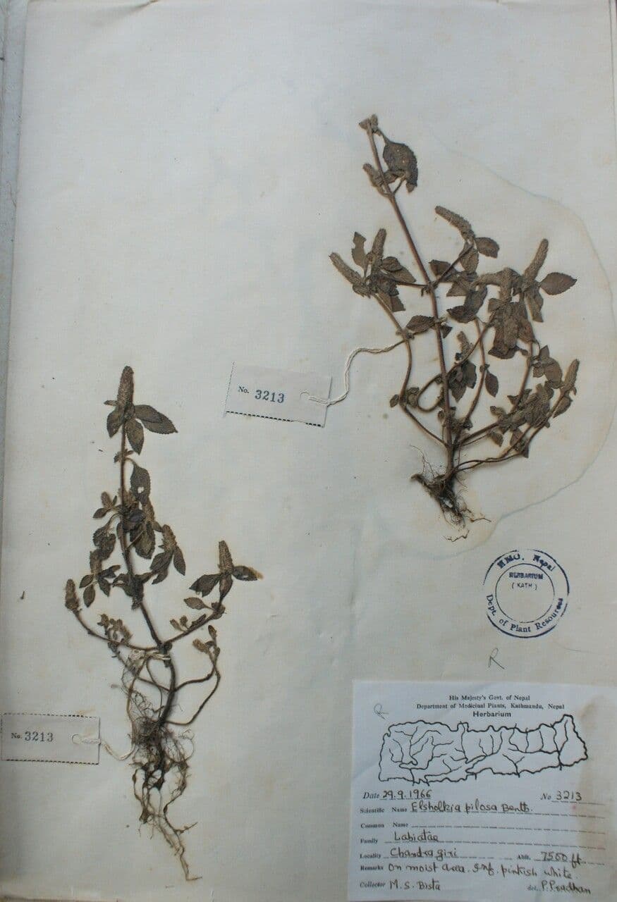 Elsholtzia 2