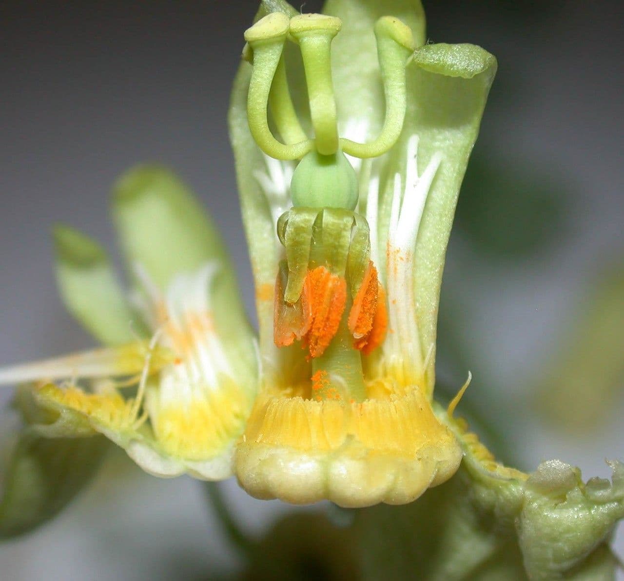 Passiflora 6