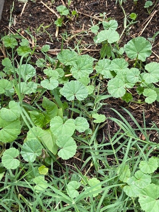Malva pusilla 15