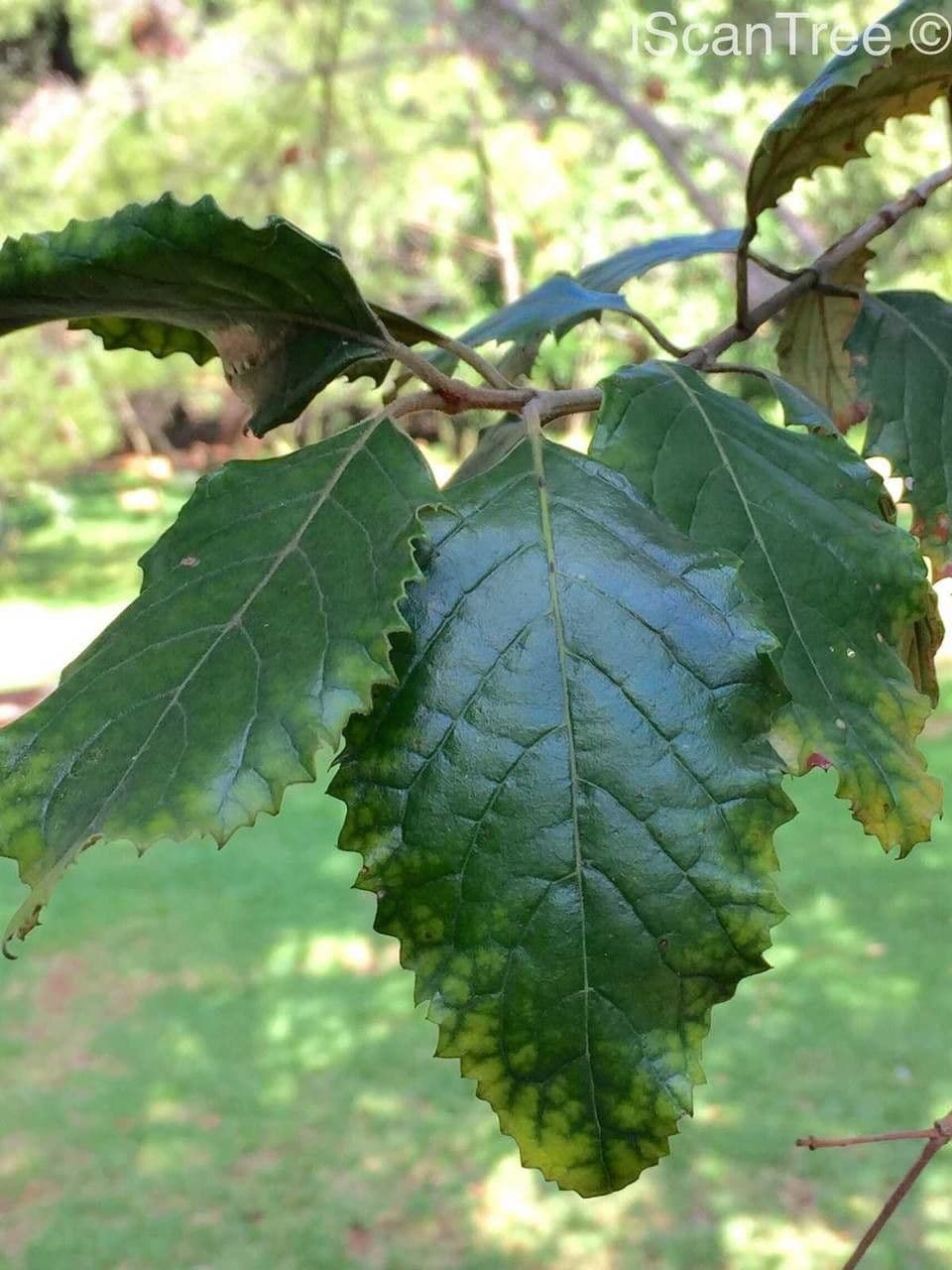 Zahnbusch 8