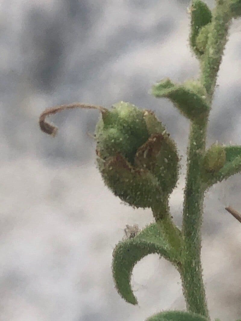 Gänsblume