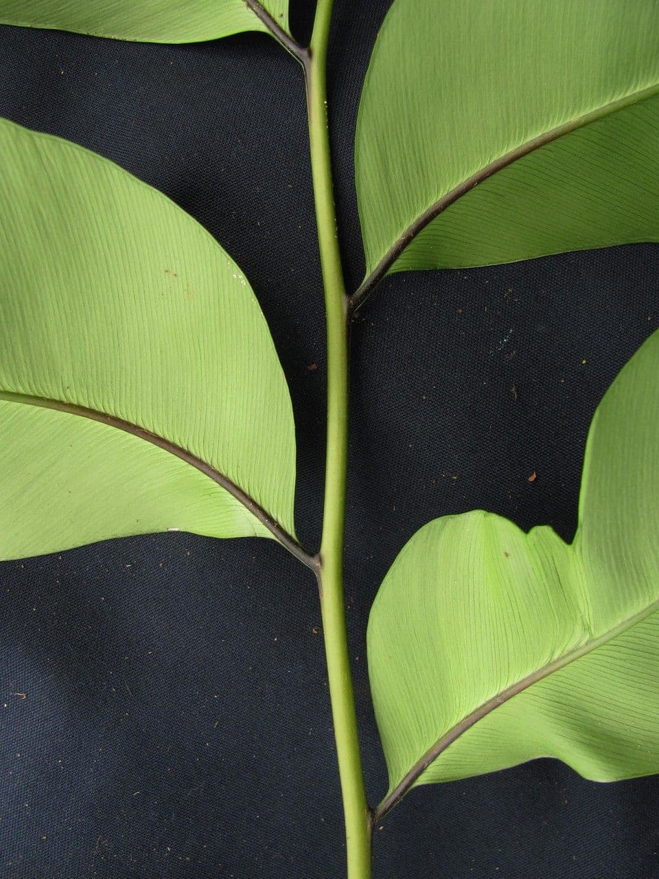 Olfersia 9
