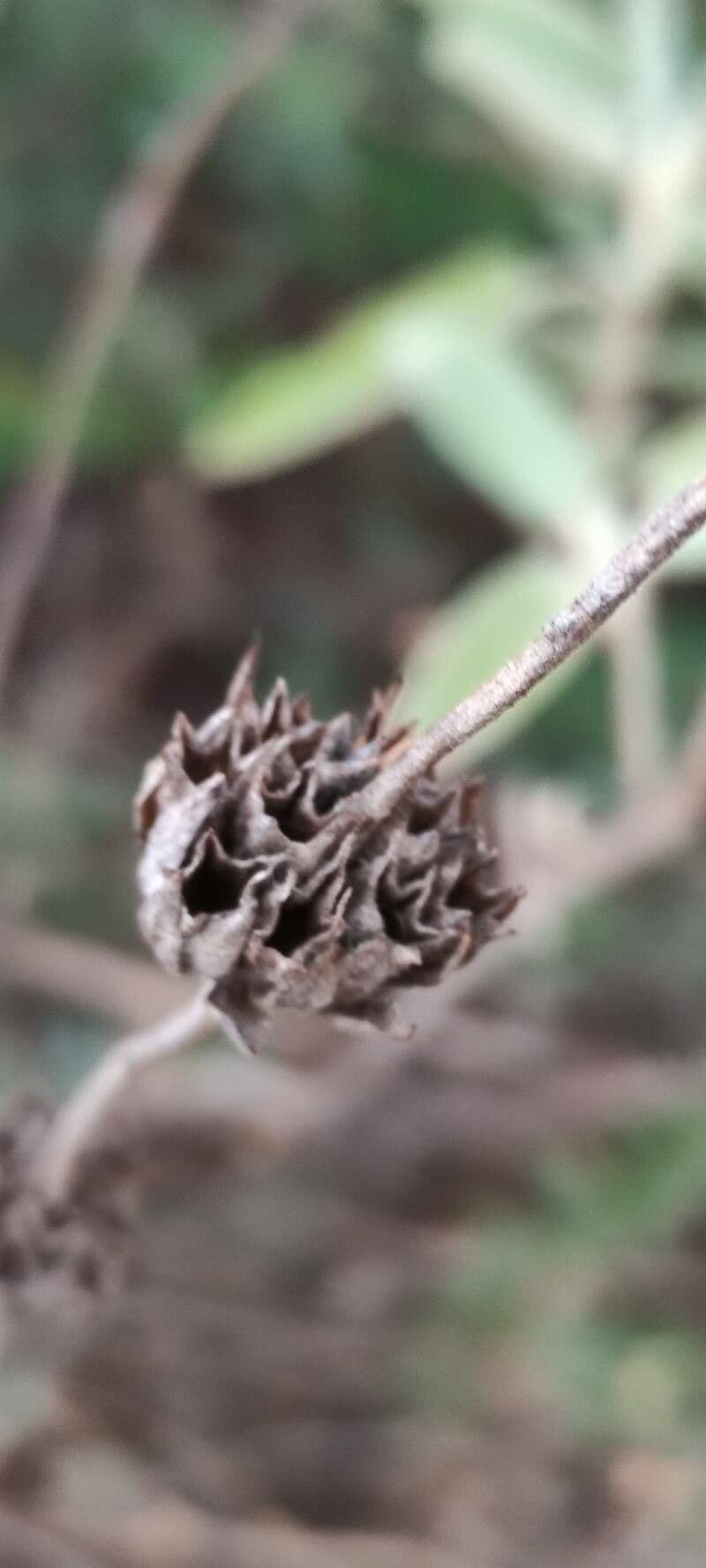 Matagallo 3