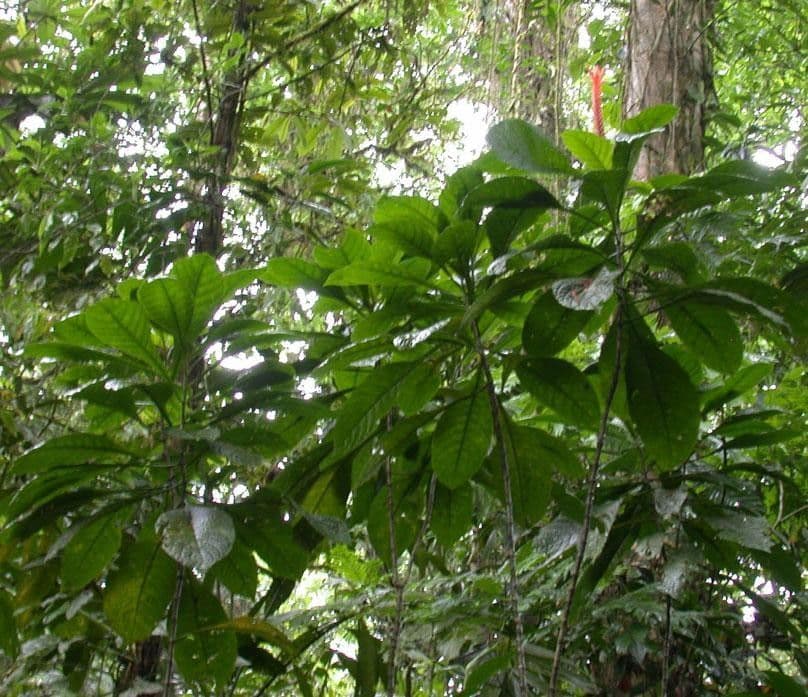 Aphelandra 15