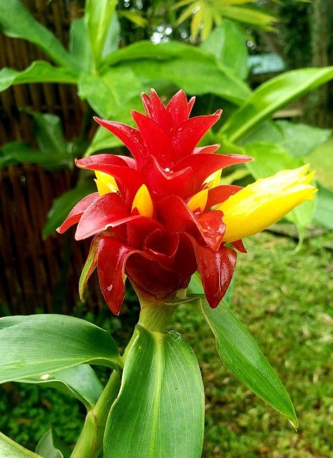 Red tower ginger 2
