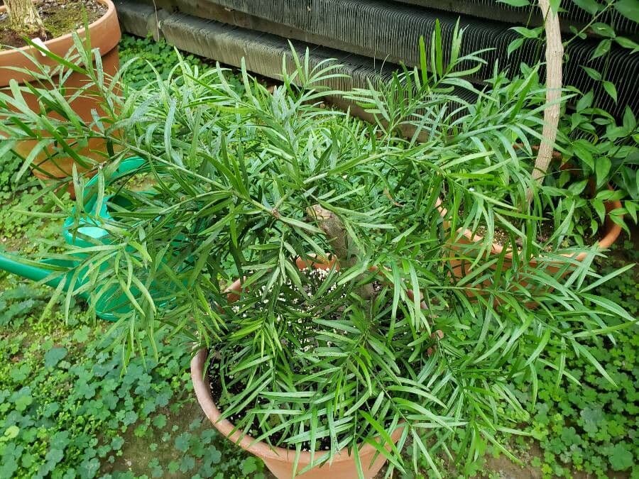 Podocarpus
