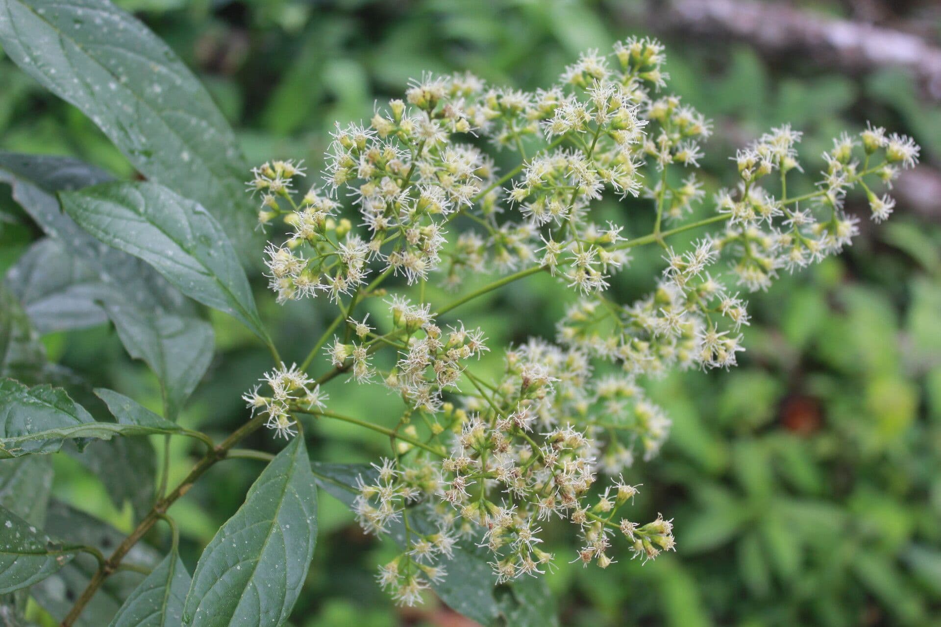 Koanophyllon 3
