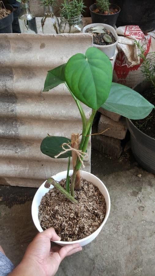 Syngonium 5