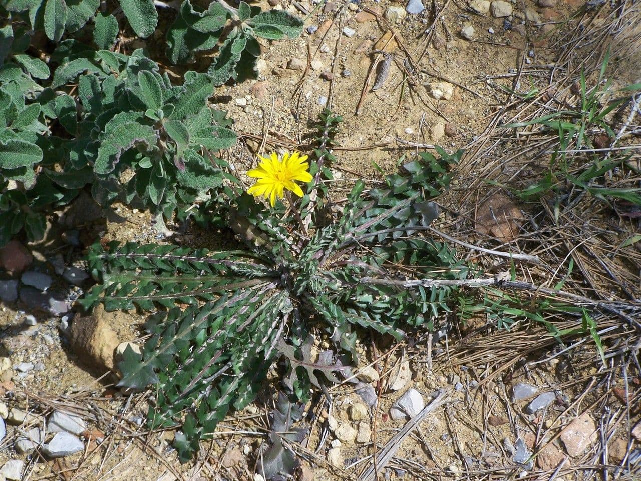 Hyoseris radiata 14