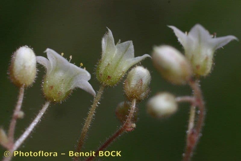 Borracina fragrante