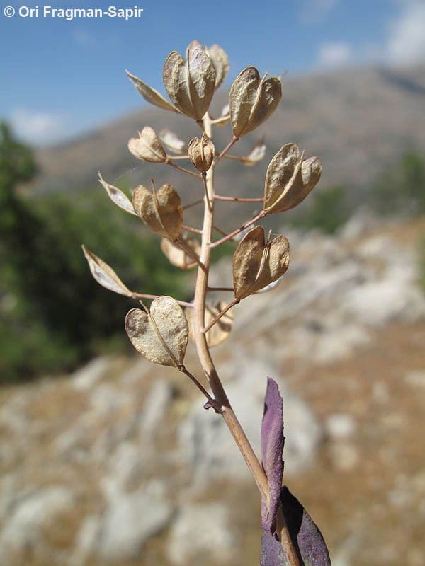Lepidium 2