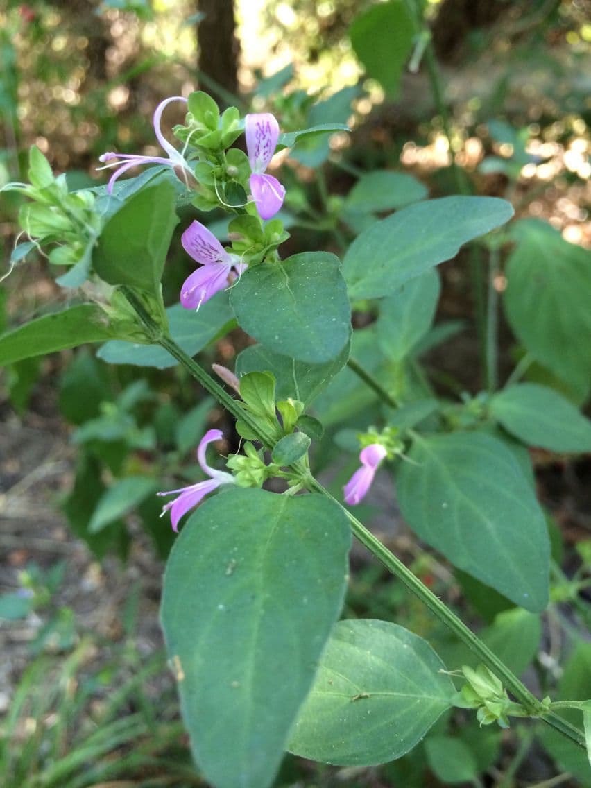 Ala piegata ramificata 11
