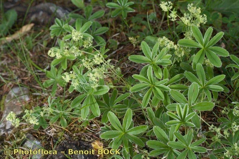 Przytulia blada 5