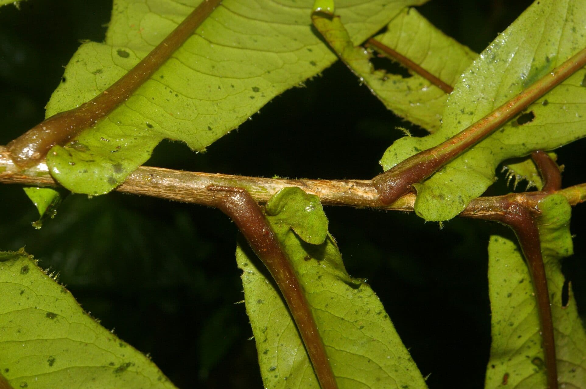 Ardisia 20
