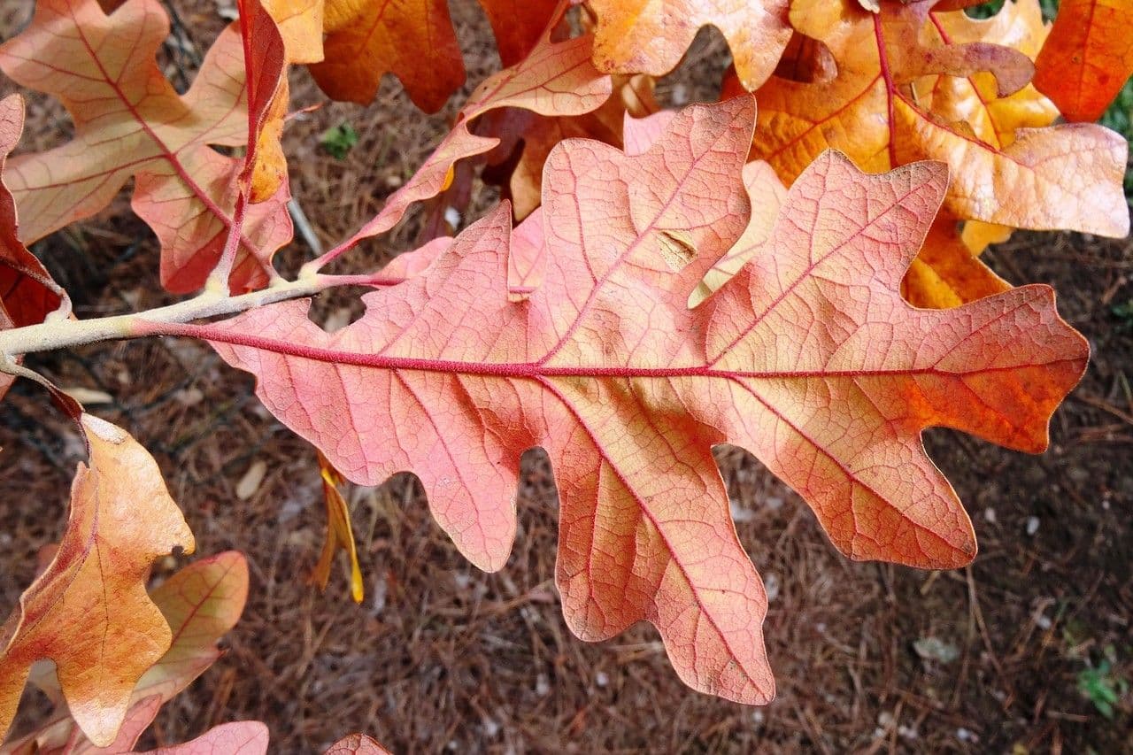 Roble estrellado 9