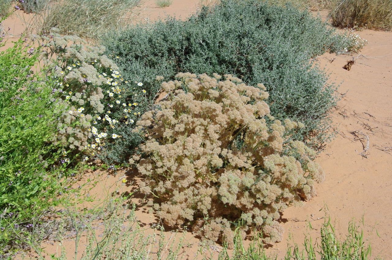 Ammodaucus 24