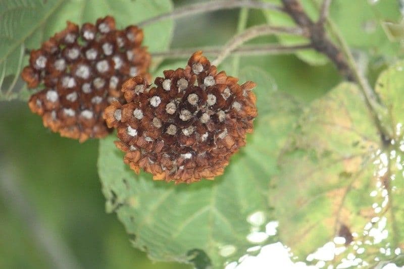 Dombeya 5