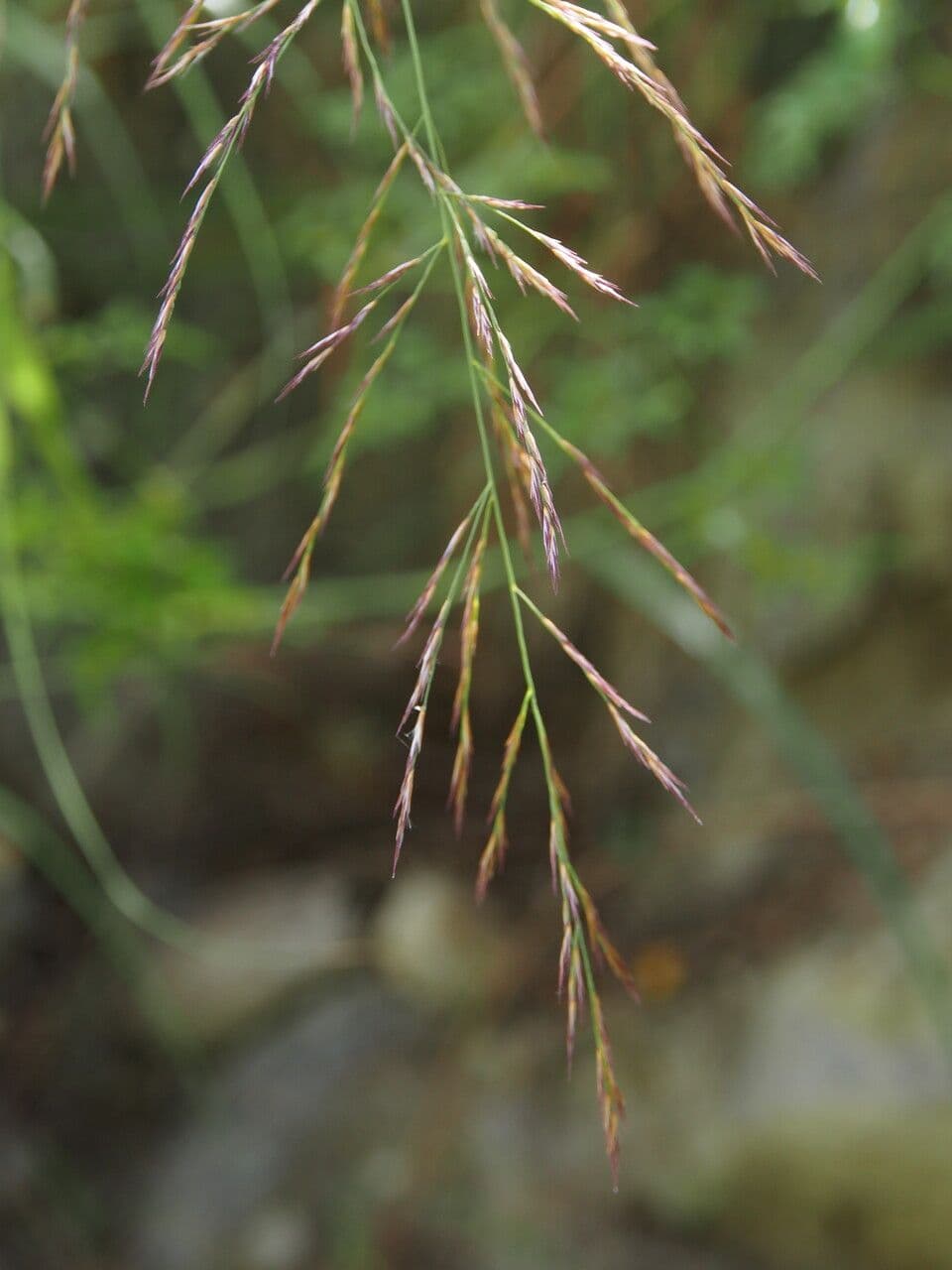 Canna di seta