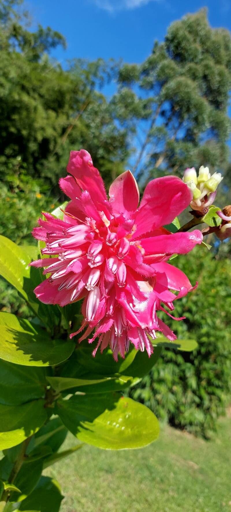 Drüsenblütige Cavendishia 2