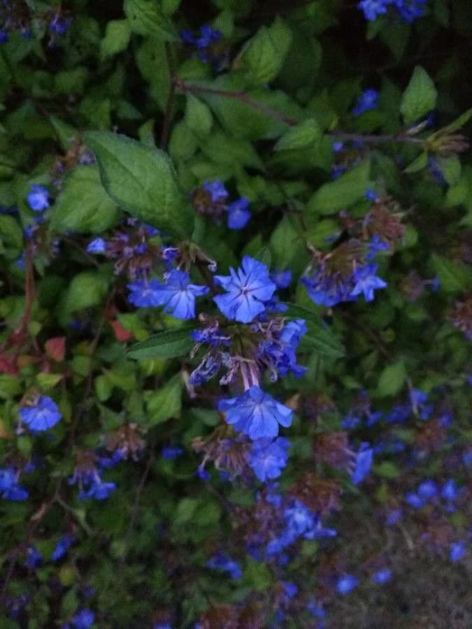 Ceratostigma 10