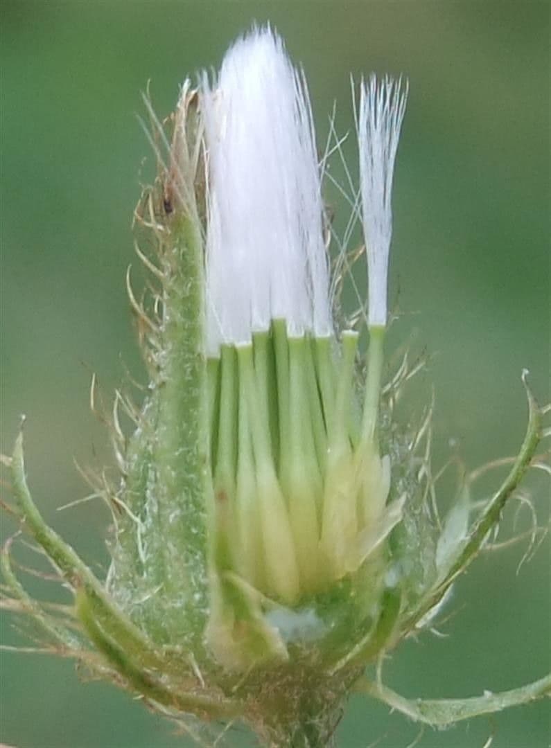 Radicchiella setolosa 3