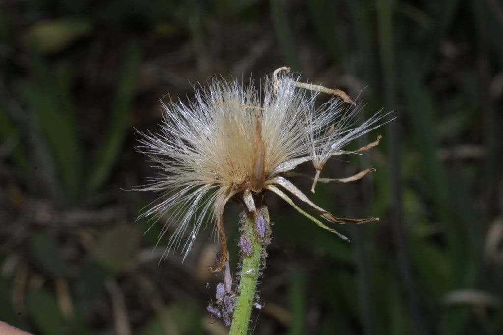 Krigia dandelion