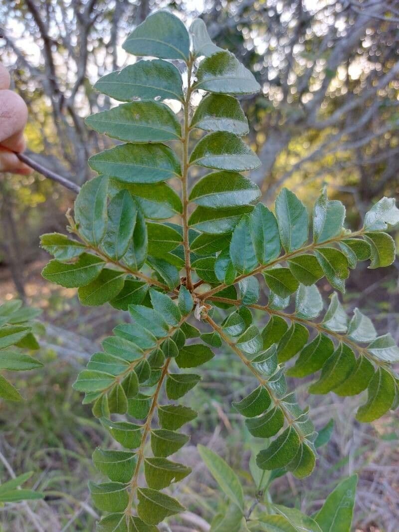 Pistacchio messicano 4