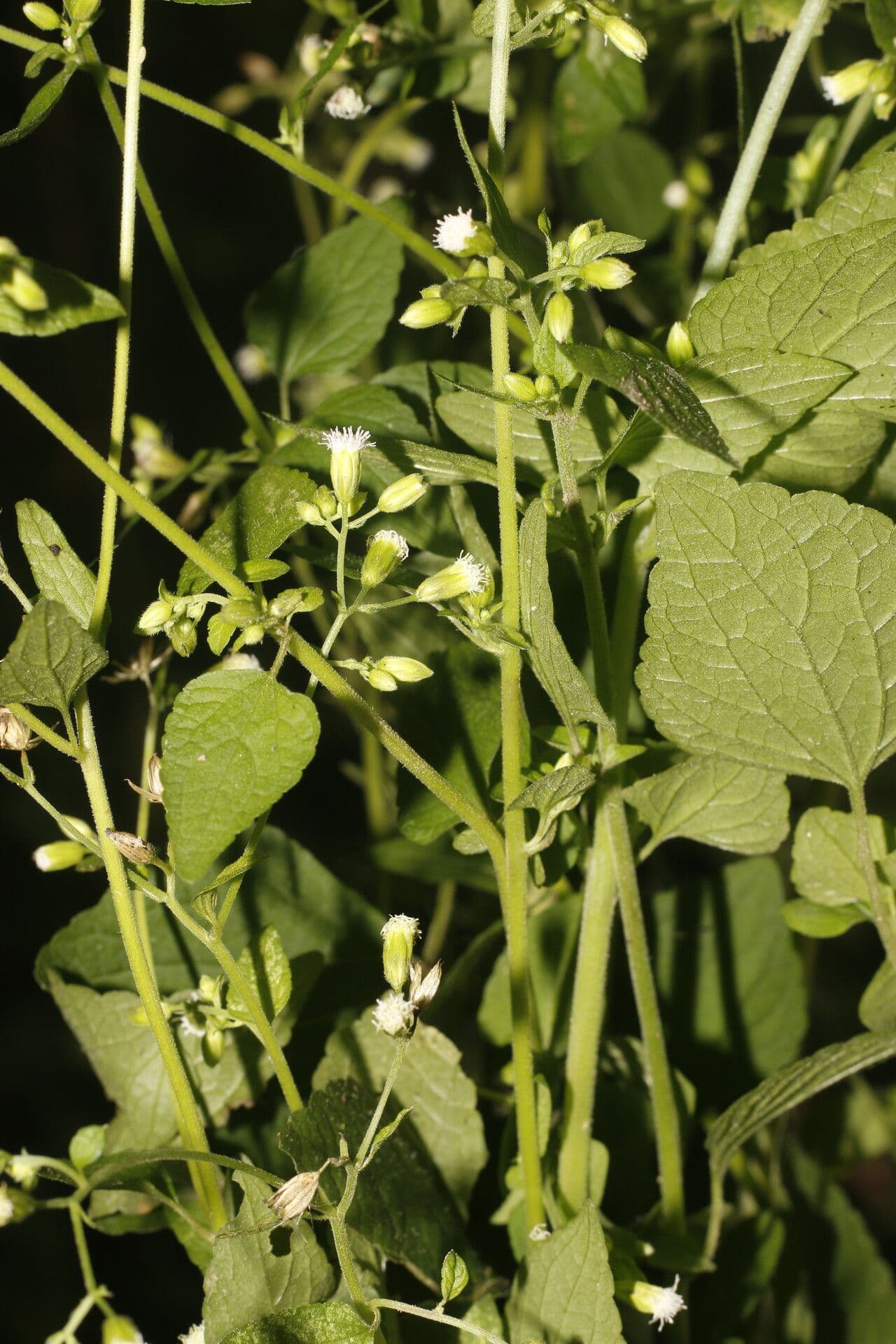 Fleischmannia