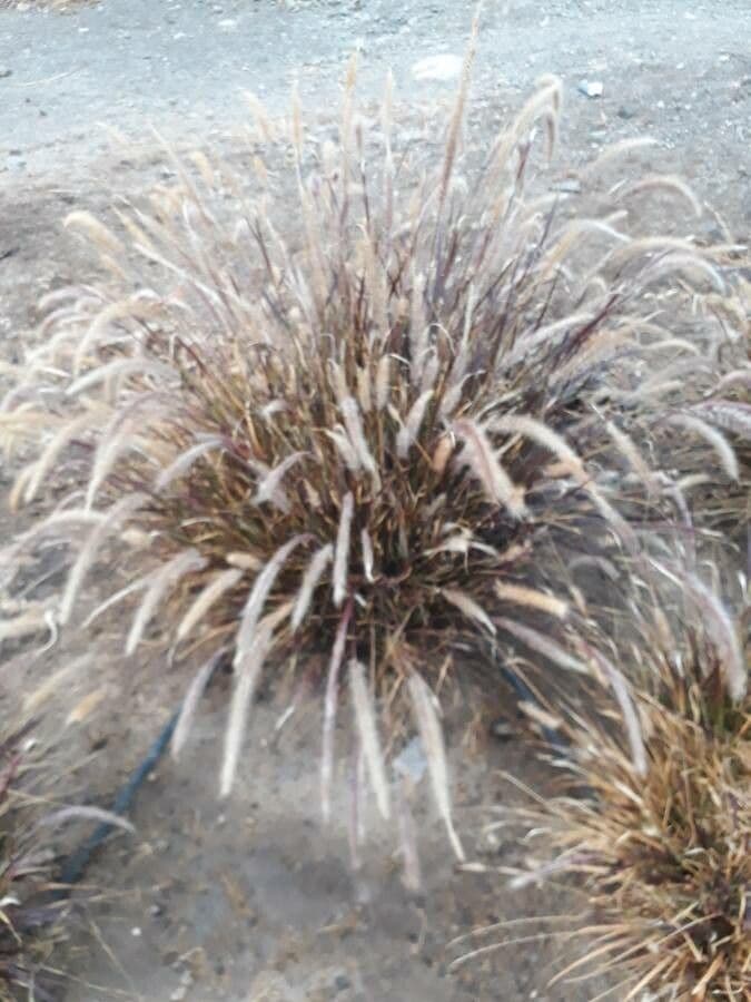 Cortaderia jubata 2