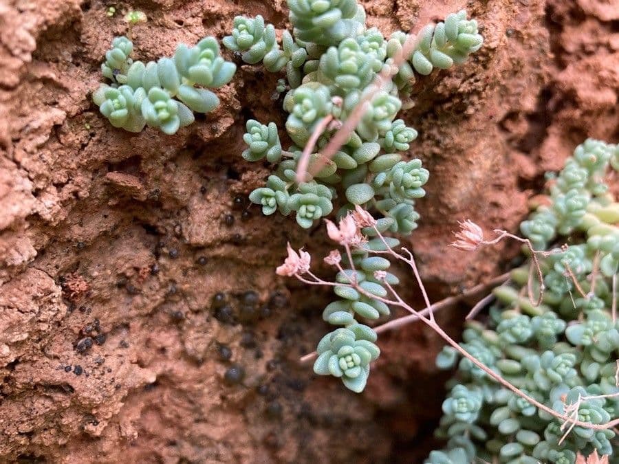 Borracina cinerea