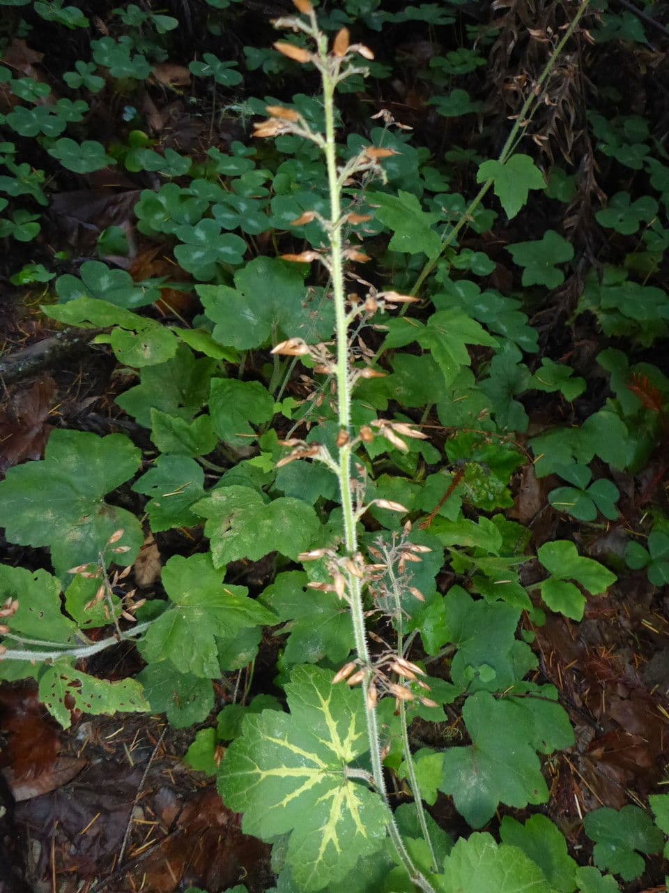 Tiarella trifoliata 10
