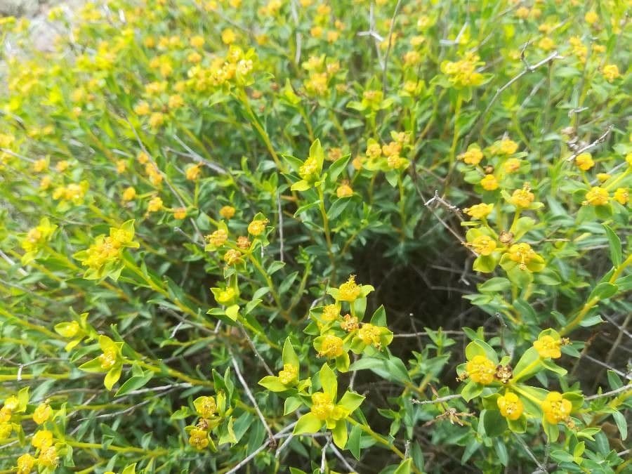 Euphorbia 30