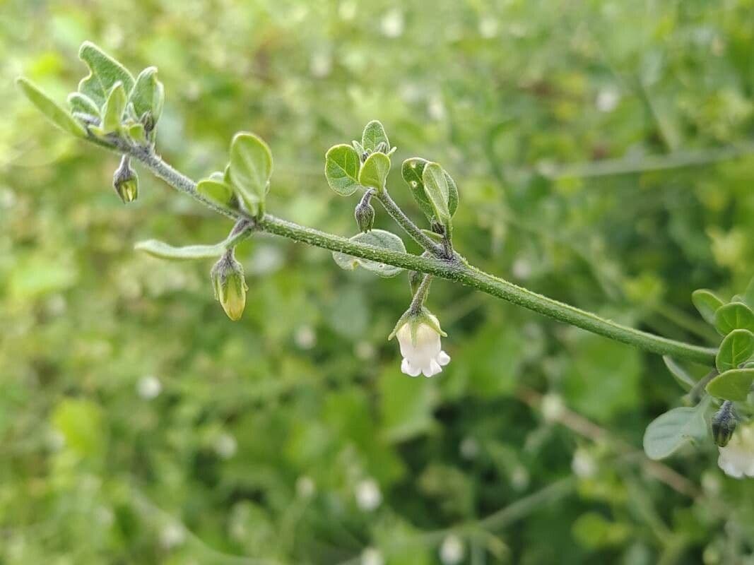Salpichroa origanifolia 8